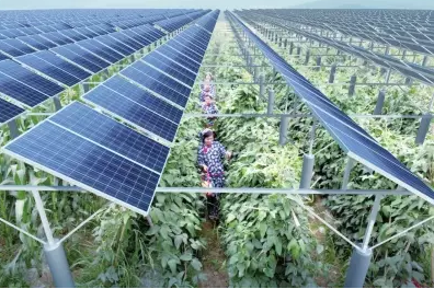 一塊土地 兩份收入!還是光伏農業最靠譜!