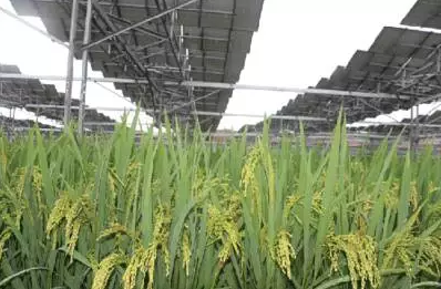 一塊土地 兩份收入!還是光伏農業最靠譜!