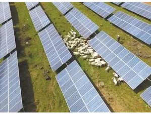 盱眙縣村民在“畜光互補(bǔ)”項目發(fā)電站內(nèi)放羊