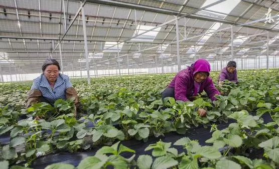 光伏農業設施的幾種主要模式