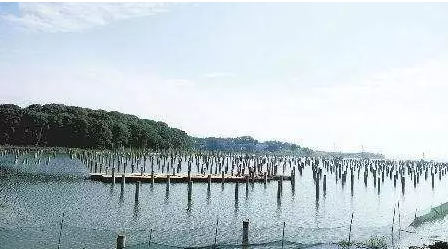 濕地建光伏有風險，某地已開展“清河行動”！