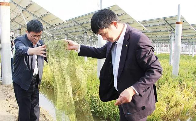 光伏板下養魚不新奇鹽城這家首創的一水兩用一光三照才高級！
