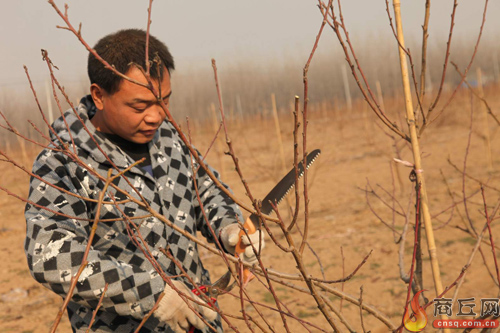 打造生態光伏特色小鎮 河南張集鎮的致富經