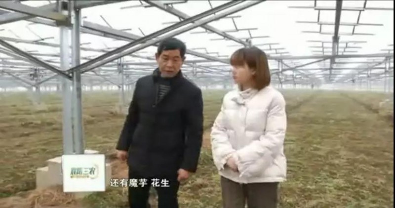 據央視記者報道,近日,錦浪科技助力湖北省宜城王集鎮觀音村,采用典型的“農光互補”模式,實現了全村人共同“生態收益”的目標,引起了廣大人民群眾的熱烈反響。 走進光伏電站區,首先映入眼簾的是一片藍汪汪的光伏海洋,一望無際,若是走近仔細一看,才發現這么一大片區域里不完全是光伏板,原來在光伏板下邊還有另一片“柳暗花明”的天地,綠油油的青菜鋪滿整塊地面實在好看極了。 據記者報道,這便是觀音村這兩年響應國家“精準扶貧”和“光伏扶貧”政策,投資2億元建成20MWP“農光互補”地面光伏電站。此電站光伏支架采用的是同景新能源的跟蹤支架,逆變器采用了錦浪科技公司的50kW逆變器,以它相對較小的外形,為運輸免去了不少成本,提供了便捷安裝;4路MPPT接入,每路額定28.5A,兼容大功率組件,設計更靈活;充分的冗余設計保障逆變器長壽命可靠運行。 同景新能源有限公司總經理郤維平在現場對記者解釋,“我們主要的優勢是跟蹤,我們有500臺跟蹤器可以自動跟蹤,也就是我們常說的‘光伏板跟著太陽走’,這樣他與其它電站相比,它是固定式的,我們的發電量同比要增加20%。”他接著說道,“我們不破壞土地,活動支架,我們平時看到的可能都是打樁式的,而我們這個是小水泥塊,直接放在土地表面,可以自由移動。”這種獨特安全的安裝方式得到農民的大力支持。 據現場村民說,這里的主要農作物有黃精,桔梗,花生,魔芋等,以黃精價值尤為突出,黃精作為一種名貴藥材喜歡蔭涼,所以光伏板既全方位吸收了太陽能,又很好的為農作物起到了遮陽的作用;它的生長周期需要兩三年,然而價值非常可觀,給他們帶來相當不錯的收益。 王集鎮觀音村這種典型的“農光互補”模式,正是利用較少的投資獲得更多的利益,實現了“光伏脫貧”的“生態效益”的目的,還讓當地農民每年有了一份固定的收入。據統計,一畝地一年能收入5萬元,人均年收入可達2.5萬元以上。 國家近年來推行的“光伏扶貧”政策越來越深入人心,讓一批又一批的農民走上了脫貧致富的道路,我們也希望更多的農民能夠利用這種“農光互補”的模式,早日擺脫貧困生活,實現共同富裕。